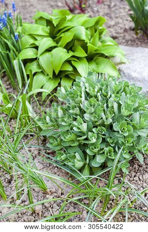 Young Decorative Plants Of Hosta Lancifolia, Sedum And Ornithogalum On Flower Bed In Spring Garden