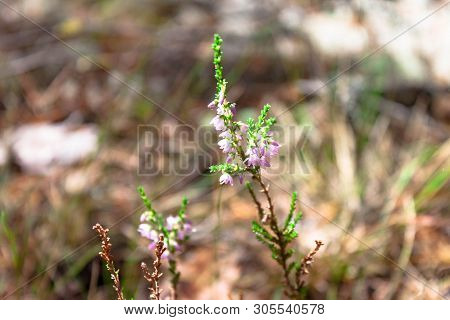 Beautiful Branch Of Pink Heather Flower Closeup In The Forest On Natural Background