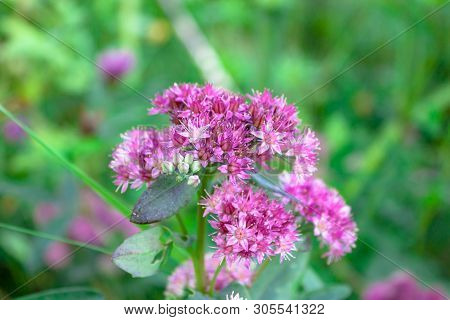 Purple Alpine Garden Plant Hylotelephium Triphyllum Sedum Stonecrop Close Up Macro Nature Background