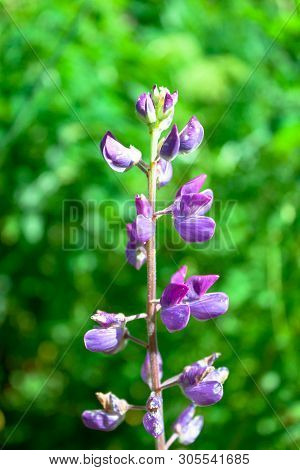 Blue Purple Lupine Flower On Wild Nature Green Grass Background. Macro Soft Focus Text Copy Space.