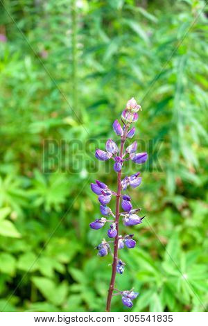 Blue Purple Lupine Flower On Wild Nature Green Grass Background. Macro Soft Focus Text Copy Space.