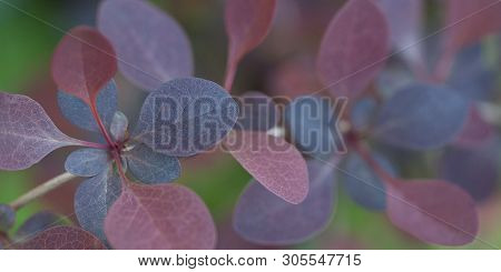 Purple And Claret Leaves