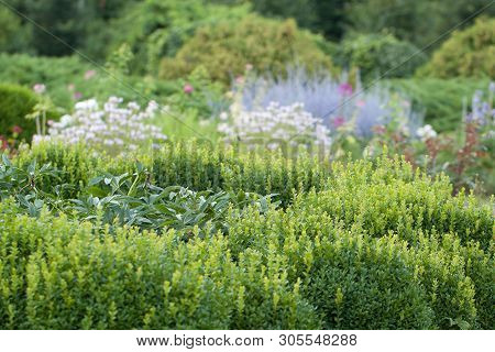 Beautiful And Well-kept Summer Park With Blossom Flowers And Fluffy Shrubs