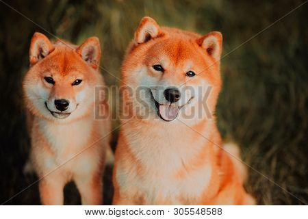 Beautiful Puppy And Dog Sits On The Field In Colors. Siba Inu Dog