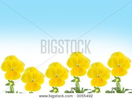 เส้นขอบจาก Viols บนพื้นหลังสีฟ้า