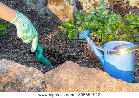 Planting Plants Astilba On Flower Bed Rockery - Digging Holes
