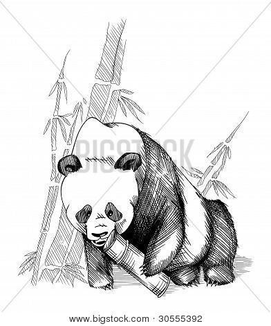 Panda og bambus.