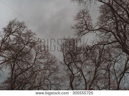 Numerous Branches Of Bare Trees Outdoors On A Very Overcast And Moody Winter Day With A Grey Dull Sk