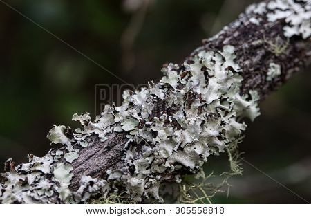 Closeup Photo Mossy Dead Tree Trunk And Branch. Macro Photo.