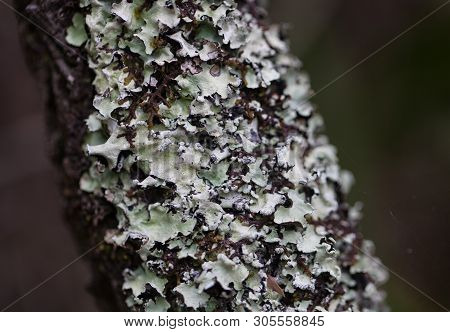 Closeup Photo Mossy Dead Tree Trunk And Branch. Macro Photo.