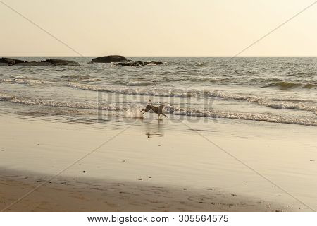 Dogs On The Beach Morjim Goa India