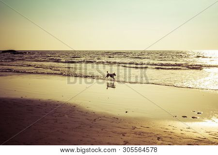 Dogs On The Beach Morjim Goa India