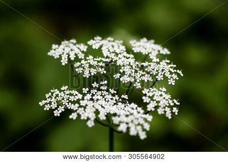 Wild Macro Flower Aegopodium Podagraria Ashweed Apiace Family Background High Quality