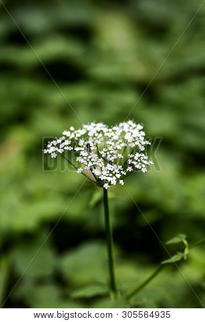 Wild Macro Flower Aegopodium Podagraria Ashweed Apiace Family Background High Quality
