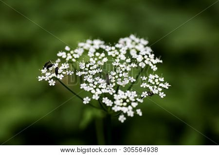 Wild Macro Flower Aegopodium Podagraria Ashweed Apiace Family Background High Quality