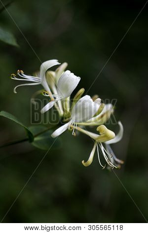 Flower Lonicera Etrusca Santi Honeysuckle Macro Caprifoliaceae Family Background High Quality