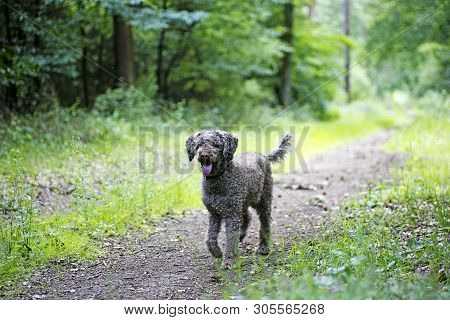Brown Dog Portrait In Forest Lagatto Romagnolo Background High Quality Prints