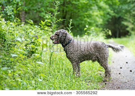 Brown Dog Portrait In Forest Lagatto Romagnolo Background High Quality Prints