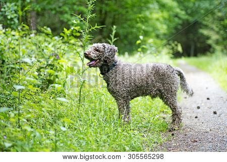 Brown Dog Portrait In Forest Lagatto Romagnolo Background High Quality Prints