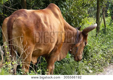 Serene Asian Village Landscape With Zebu Bull. Beautiful Indian Zebu In The Rainforest