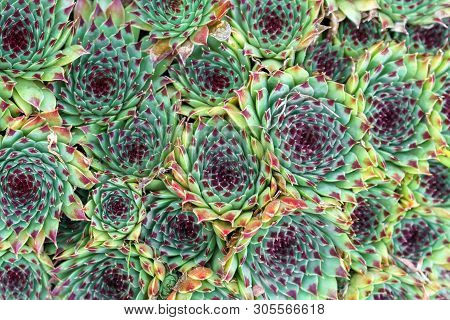Housleek Or Semprevivum In Garden Background, Texture