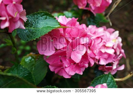 Pink Hydrangea Flower In Rainy Day, Garden