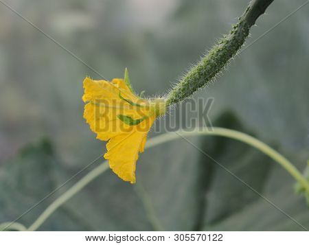 Yellow Flower Bud Of A Cucumber With The Ovary. Olericulture. Agriculture.