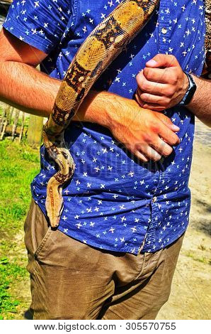 Representative Of Reptiles In Hands Of The Person.