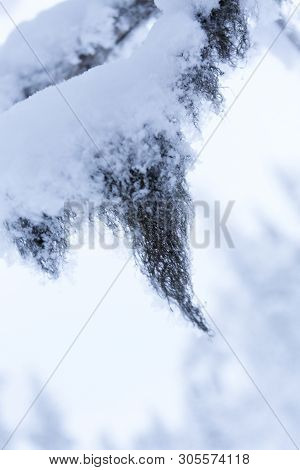 A Frozen Lichen Close Up In Lapland, Finland