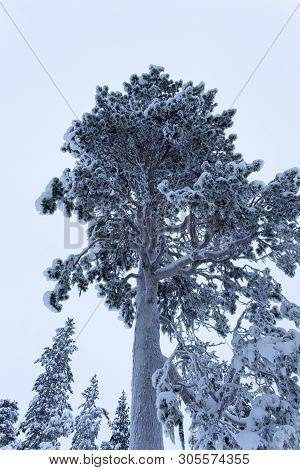 Frozen Landscape During Polar Night In Saariselka, Finland