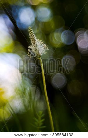 The Lanceolata Plantain (plantago Lanceolata) Is A Medicinal Herb That Has Anti-cough Properties And
