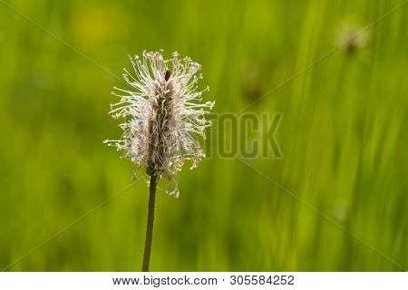 The Lanceolata Plantain (plantago Lanceolata) Is A Medicinal Herb That Has Anti-cough Properties And