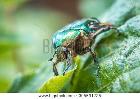Cetonia Aurata, Called The Rose Chafer Or The Green Rose Chafer. A Beetle On A Green Leaf.