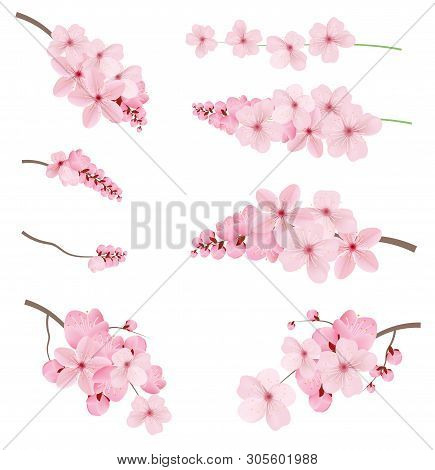 Beautiful Blossoming Dark And Light Pink Sakura  Flowers. Set Of Realistic Flowering Cerry Branches.