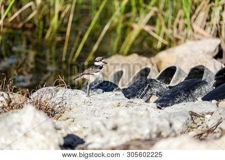 Baby Killdeer Charadrius Vociferus  Chick Along The Edge Of A Pond