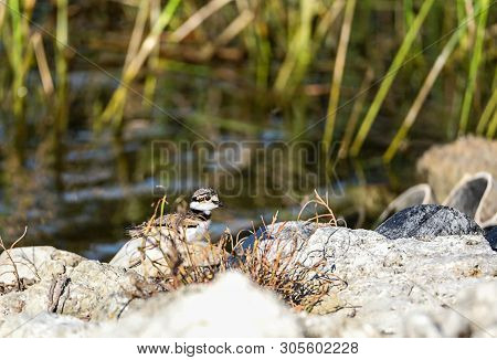 Baby Killdeer Charadrius Vociferus  Chick Along The Edge Of A Pond