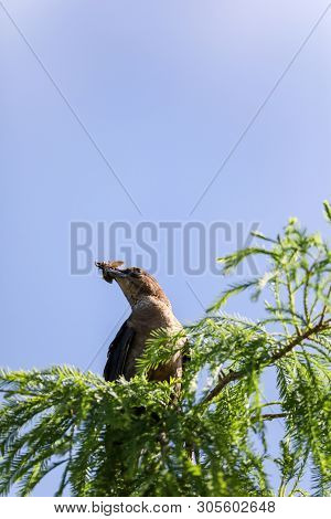 Bug In The Mouth Of A Great Crested Flycatcher Myiarchus Crinitus Bird