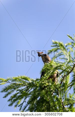 Bug In The Mouth Of A Great Crested Flycatcher Myiarchus Crinitus Bird