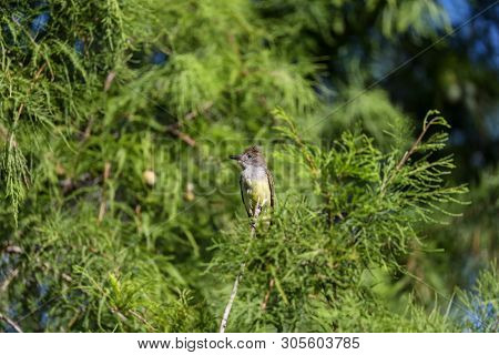 Great Crested Flycatcher Myiarchus Crinitus Bird