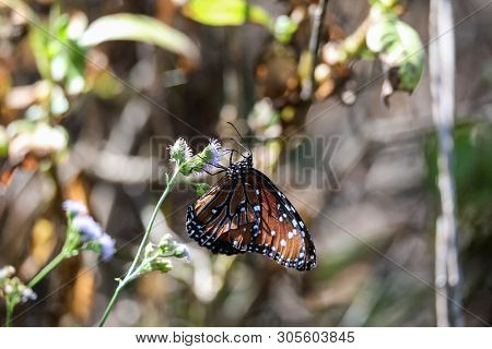 Queen Butterfly Danaus Gilippus Perches On A Flower