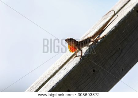 Brown Anole Lizard Anolis Sagrei With A Red Orange Dewlap Displayed