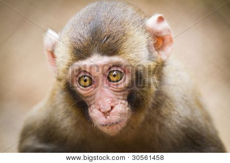 Zbliżenie dziecka Makak japoński (Macaca fuscata)