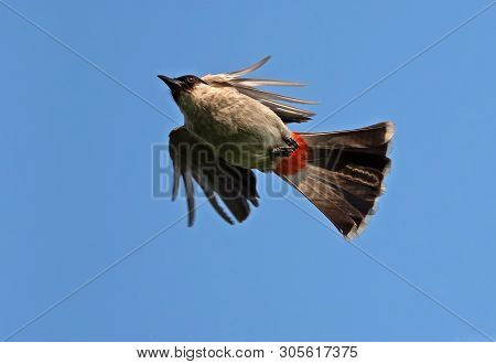 Closeup Sooty-headed Bulbul Birds Is Flying In The Air Isolated On Blue Sky