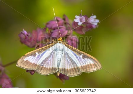 Box Tree Moth (cydalima Perspectalis) Invasive Pest Species To Large Parts Of Europe