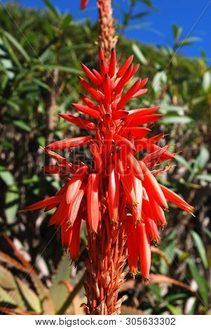 Aloe Arborescens Variegata In Full Bloom, Miraflores, Costa Del Sol, Malaga Province, Andalucia, Spa