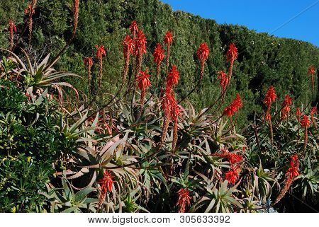 Aloe Arborescens Variegata In Full Bloom, Miraflores, Costa Del Sol, Malaga Province, Andalucia, Spa