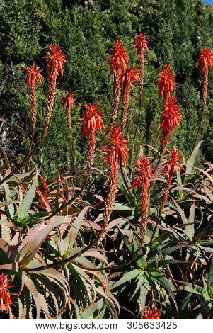 Aloe Arborescens Variegata In Full Bloom, Miraflores, Costa Del Sol, Malaga Province, Andalucia, Spa