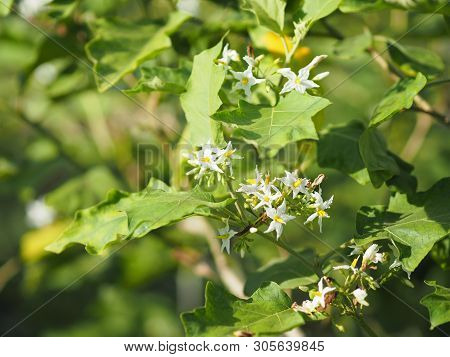 Flower Turkey Berry, Solanum Torvum Name Vegetable White Petals, Yellow Pollen On Blur Nature Backgr