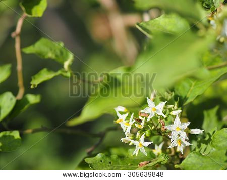 Flower Turkey Berry, Solanum Torvum Name Vegetable White Petals, Yellow Pollen On Blur Nature Backgr