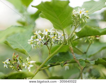 Flower Turkey Berry, Solanum Torvum Name Vegetable White Petals, Yellow Pollen On Blur Nature Backgr